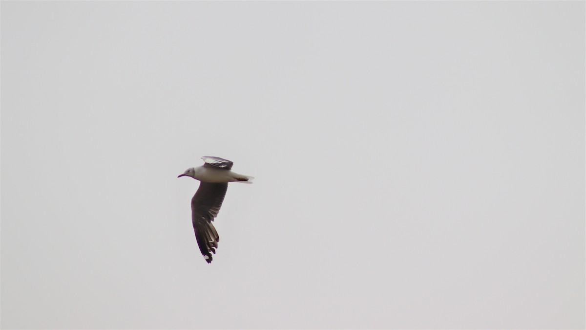 Gray-hooded Gull - ML501320741