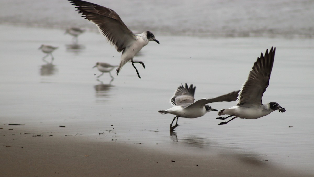 Franklin's Gull - ML501320861