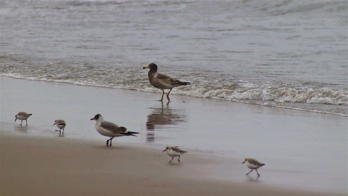 Belcher's Gull - ML501320981