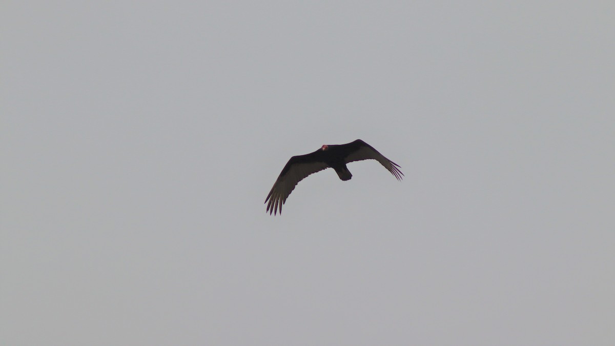 Turkey Vulture - ML501321171