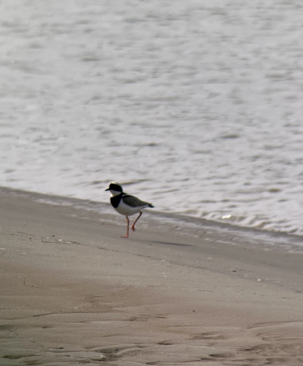 Pied Plover - ML501322021