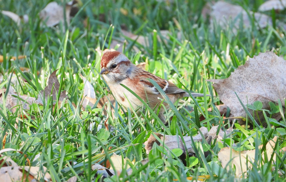 American Tree Sparrow - Ken Vinciquerra