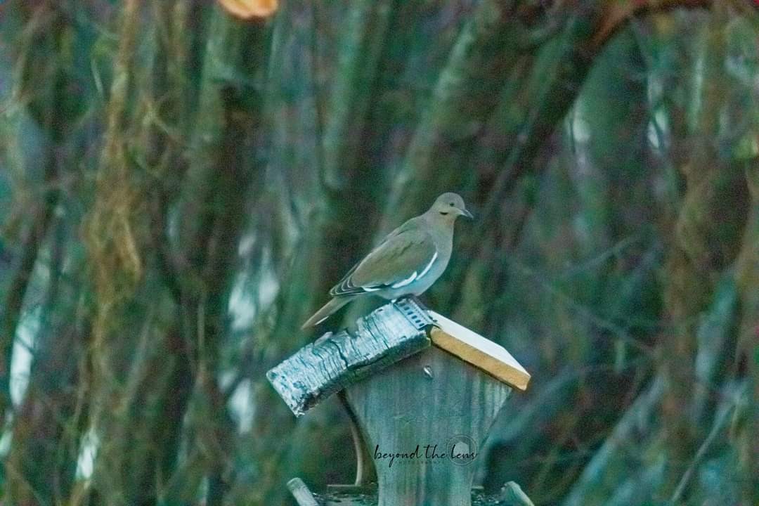 White-winged Dove - Kathy Koenig