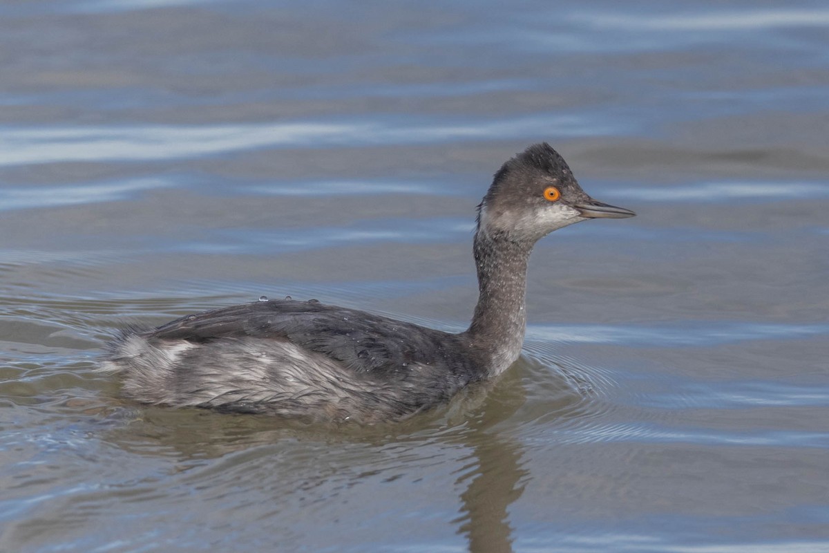 Eared Grebe - County Lister Brendan