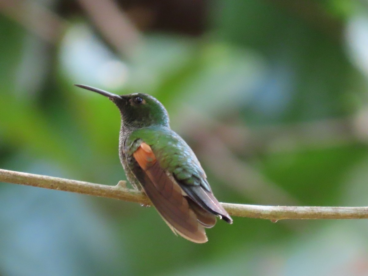 Stripe-tailed Hummingbird - Anuar Acosta