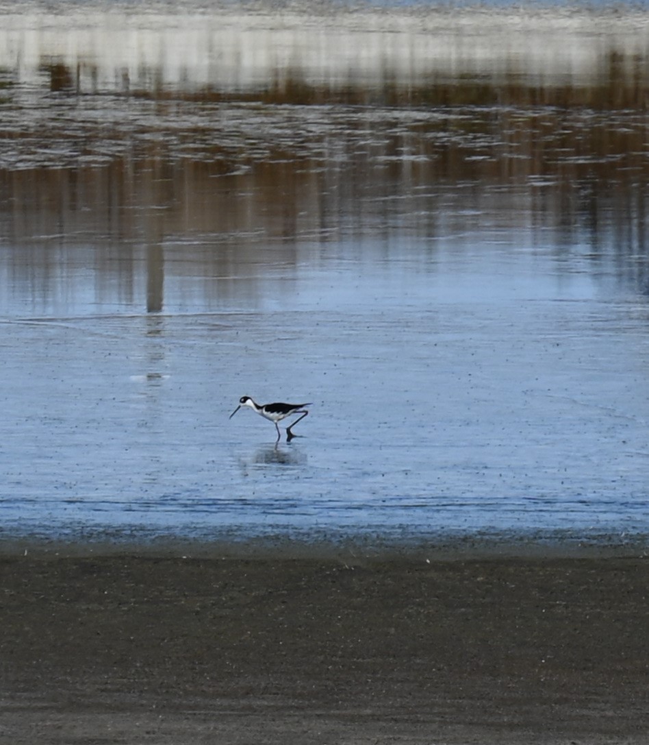 Black-necked Stilt - ML501324841