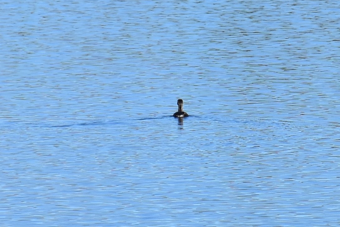 Pied-billed Grebe - ML501325571