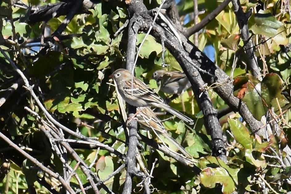 Field Sparrow - ML501325641
