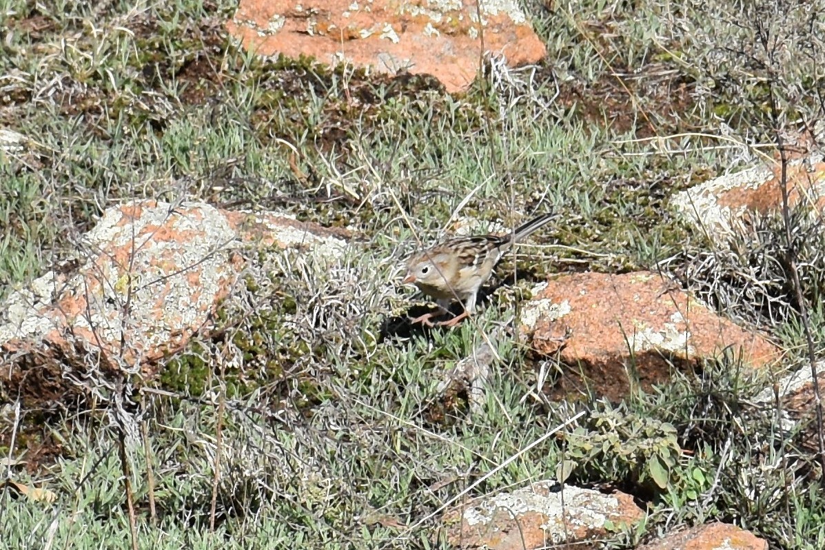 Field Sparrow - ML501325651