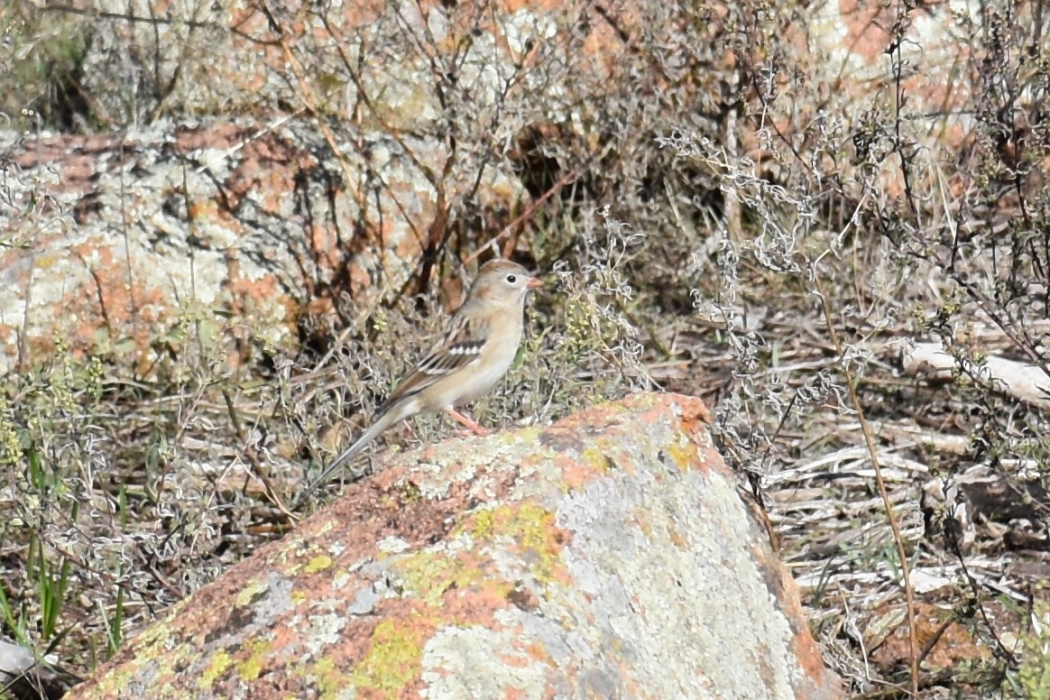 Field Sparrow - ML501325661