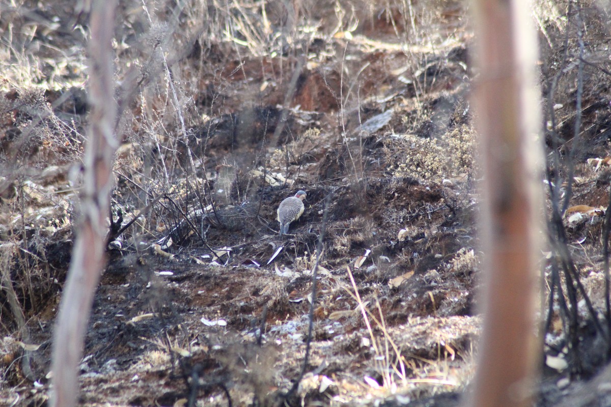 Andean Flicker - ML501325831