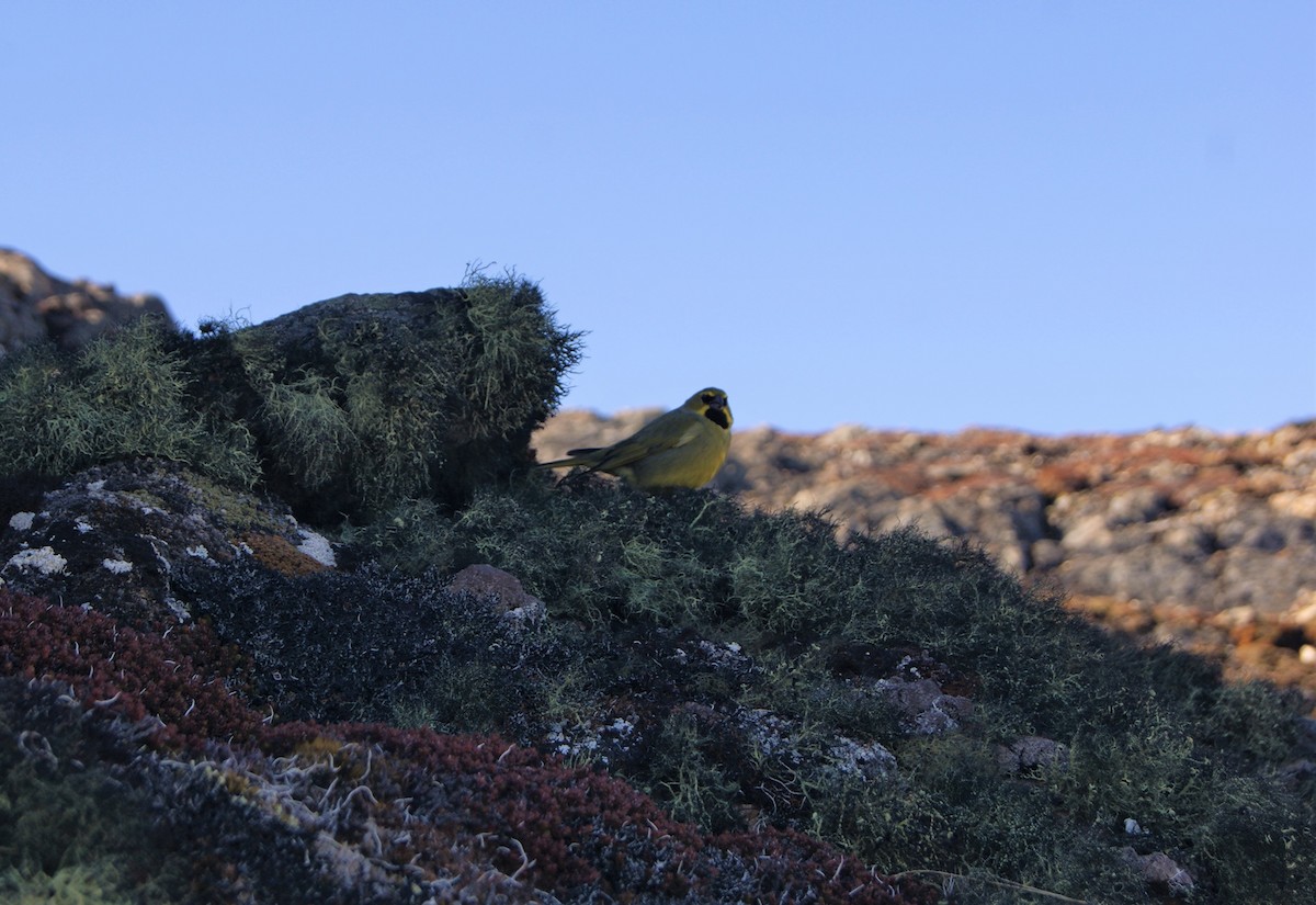 Yellow-bridled Finch - ML501326321