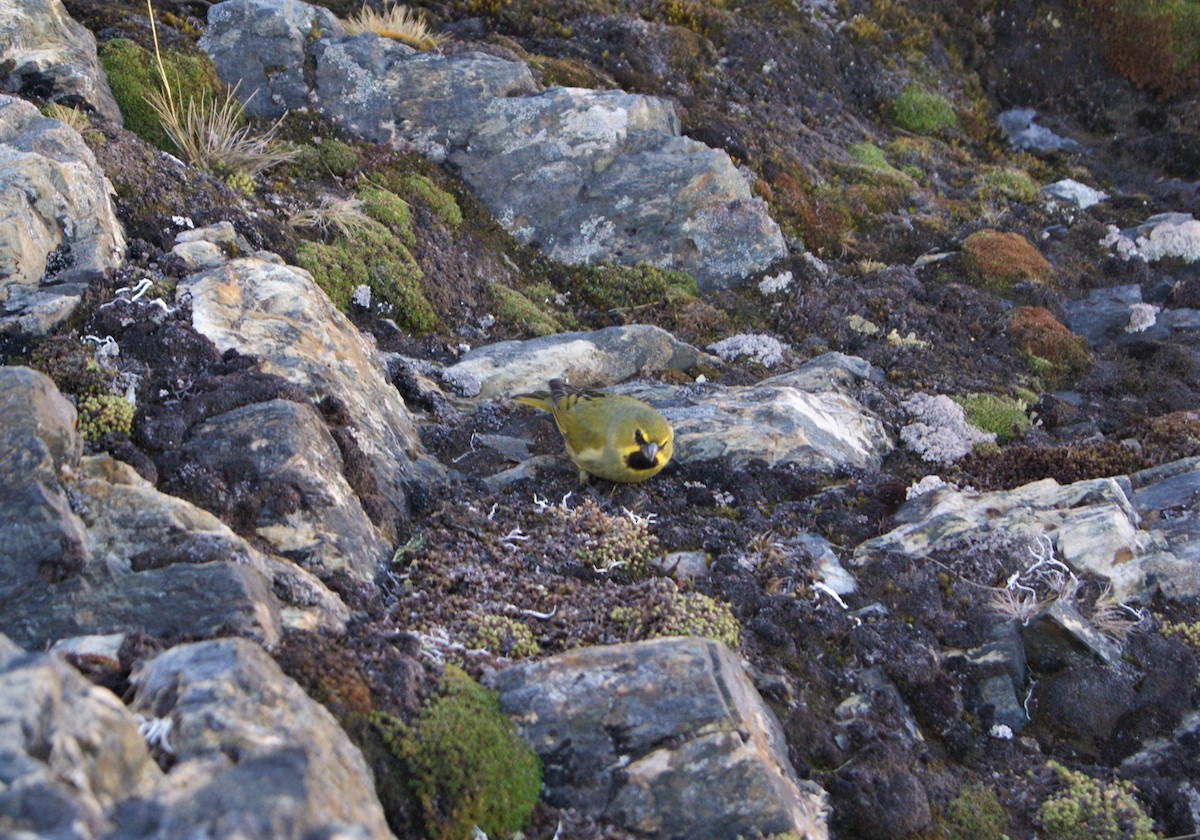 Yellow-bridled Finch - ML501326361