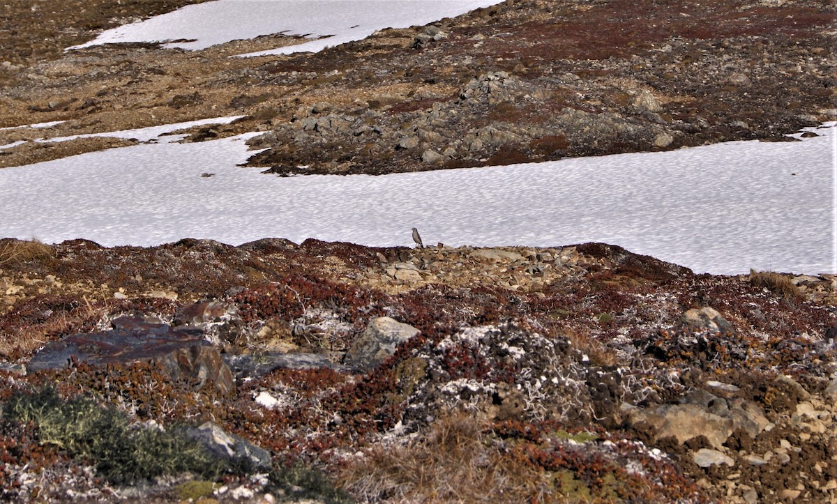 Ochre-naped Ground-Tyrant - ML501326661