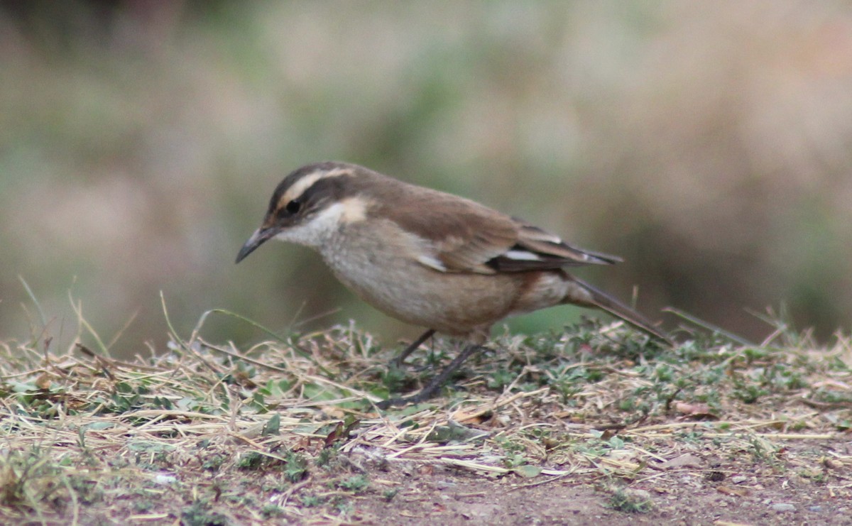 Cream-winged Cinclodes - ML501326821