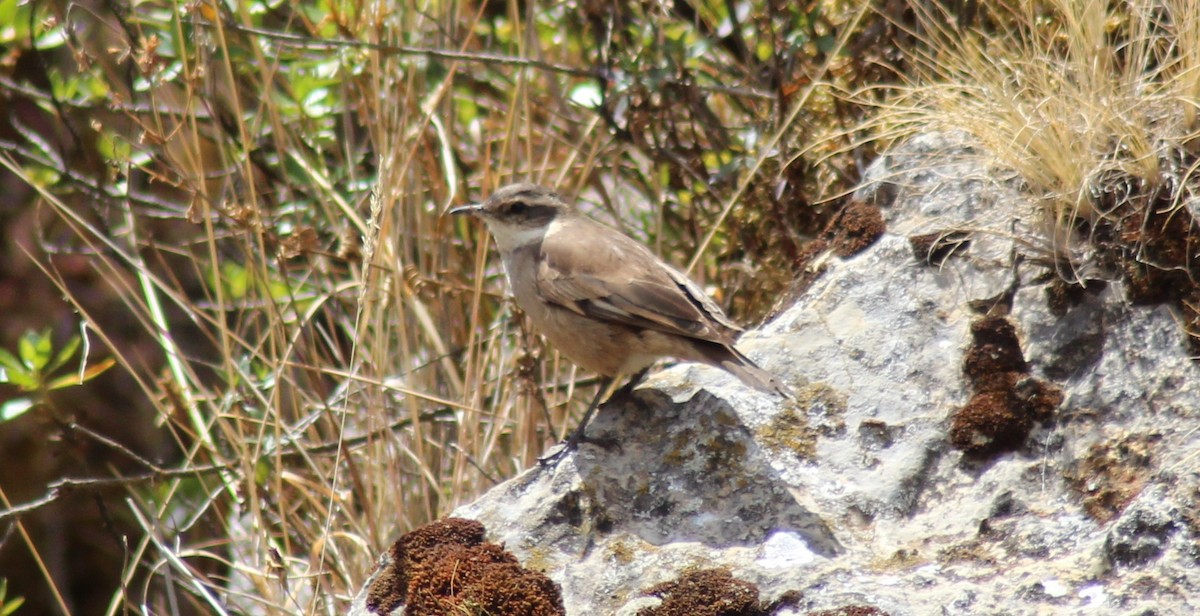 Cream-winged Cinclodes - ML501326831