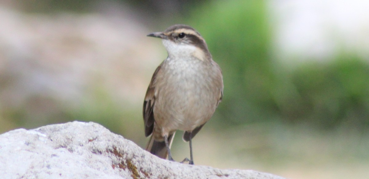 Cream-winged Cinclodes - ML501326861