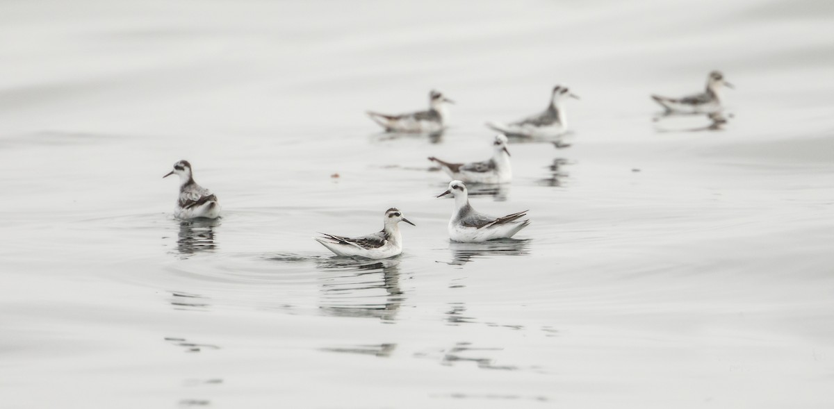 Red Phalarope - Michelle Schreder