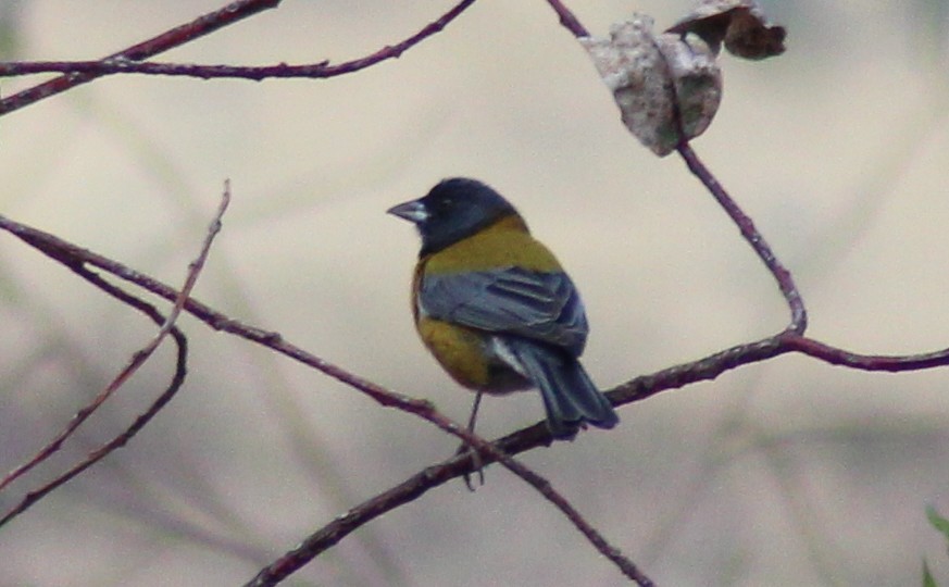 Peruvian Sierra Finch - ML501331061