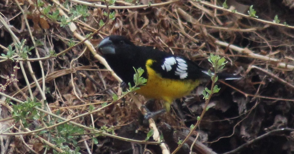 Black-backed Grosbeak - ML501332811