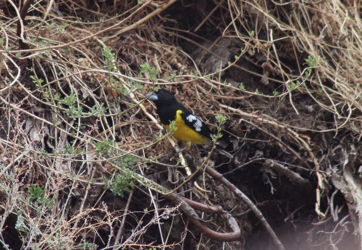 Black-backed Grosbeak - ML501332821