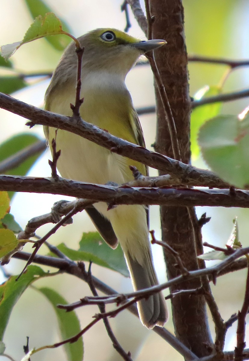 White-eyed Vireo - ML501332961