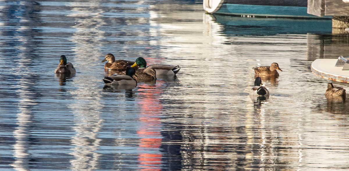 Mallard - Timothy Aarons