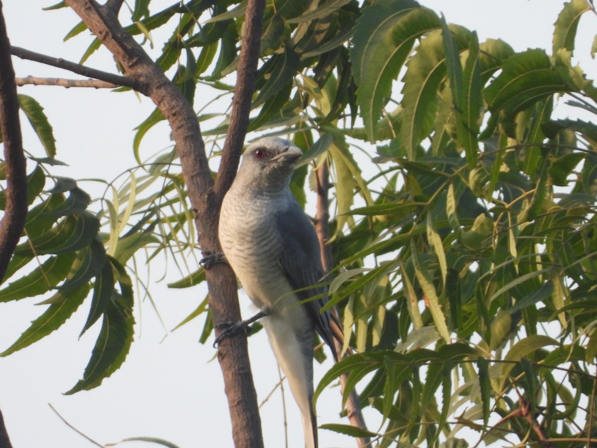 Large Cuckooshrike - ML501333261