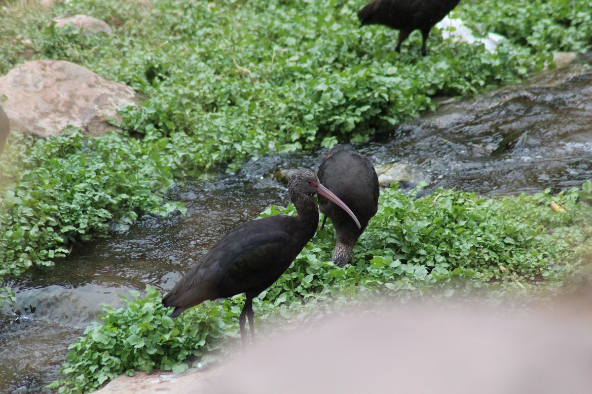 Puna Ibis - ML501333331