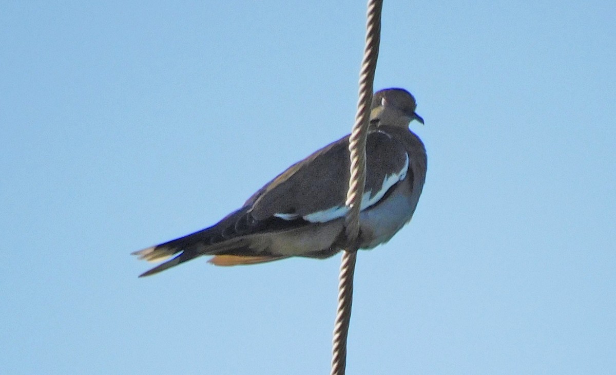 White-winged Dove - ML501334691