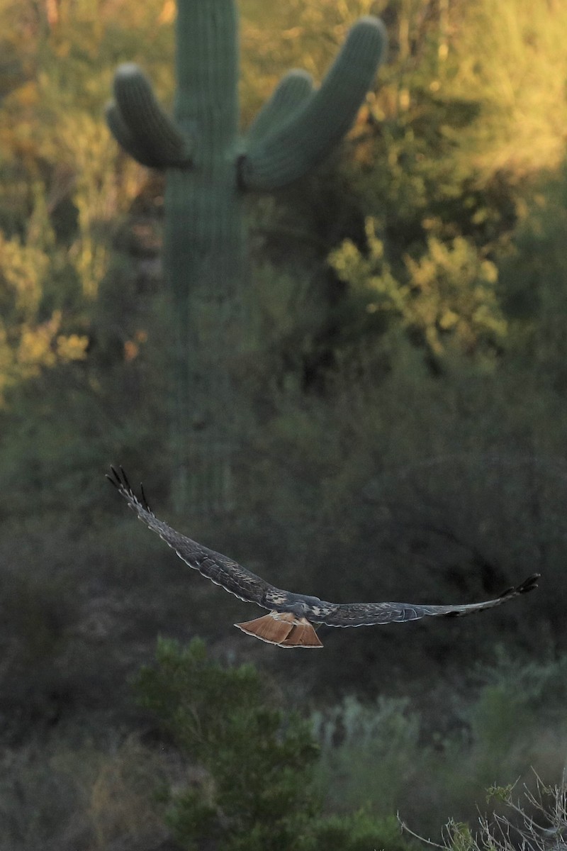 Red-tailed Hawk - ML501334951