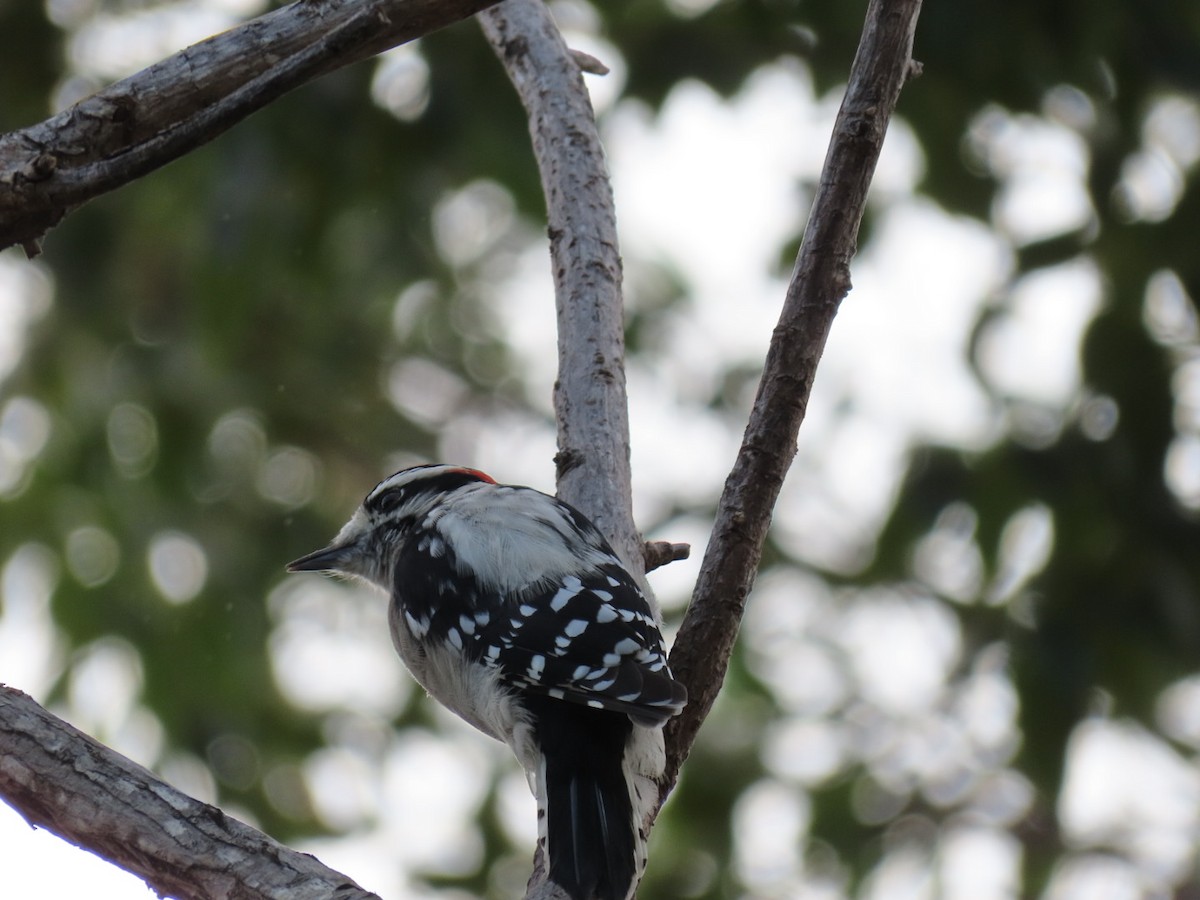 Downy Woodpecker - ML501335181