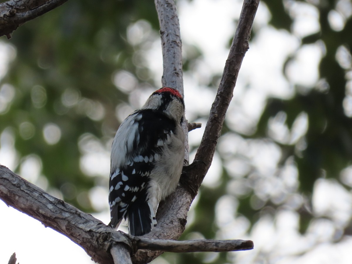 Downy Woodpecker - MICHELLE perez