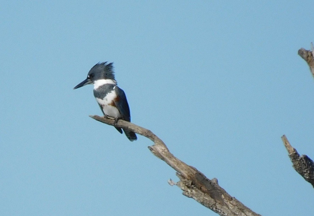 Belted Kingfisher - ML501335531