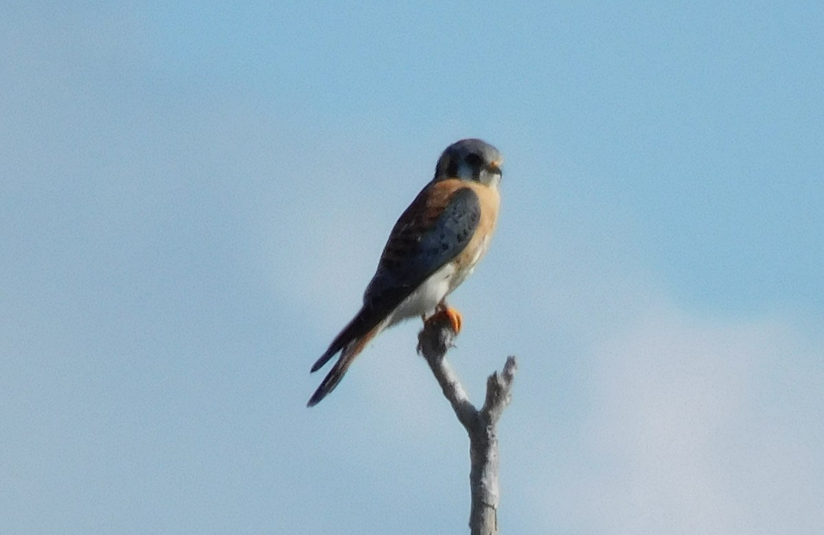 American Kestrel - Kathy Rhodes