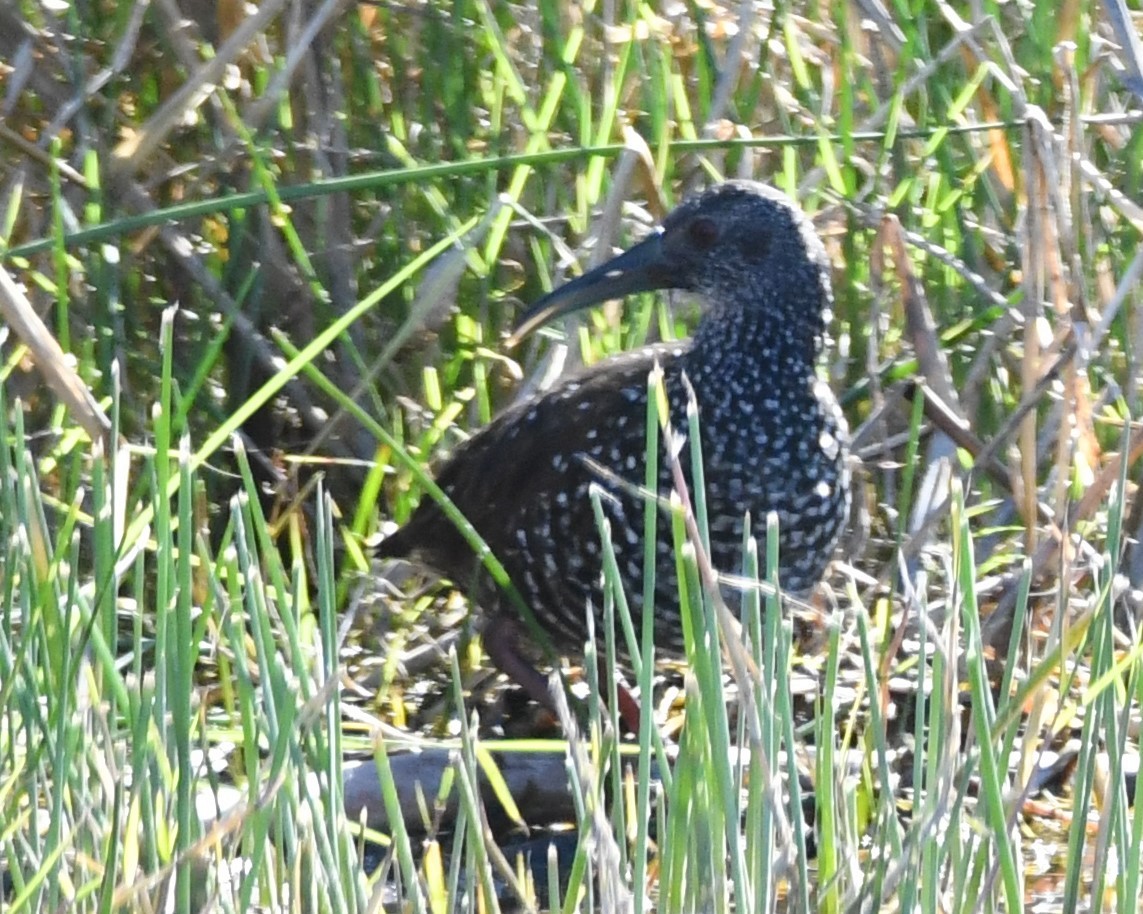 Spotted Rail - ML501337731