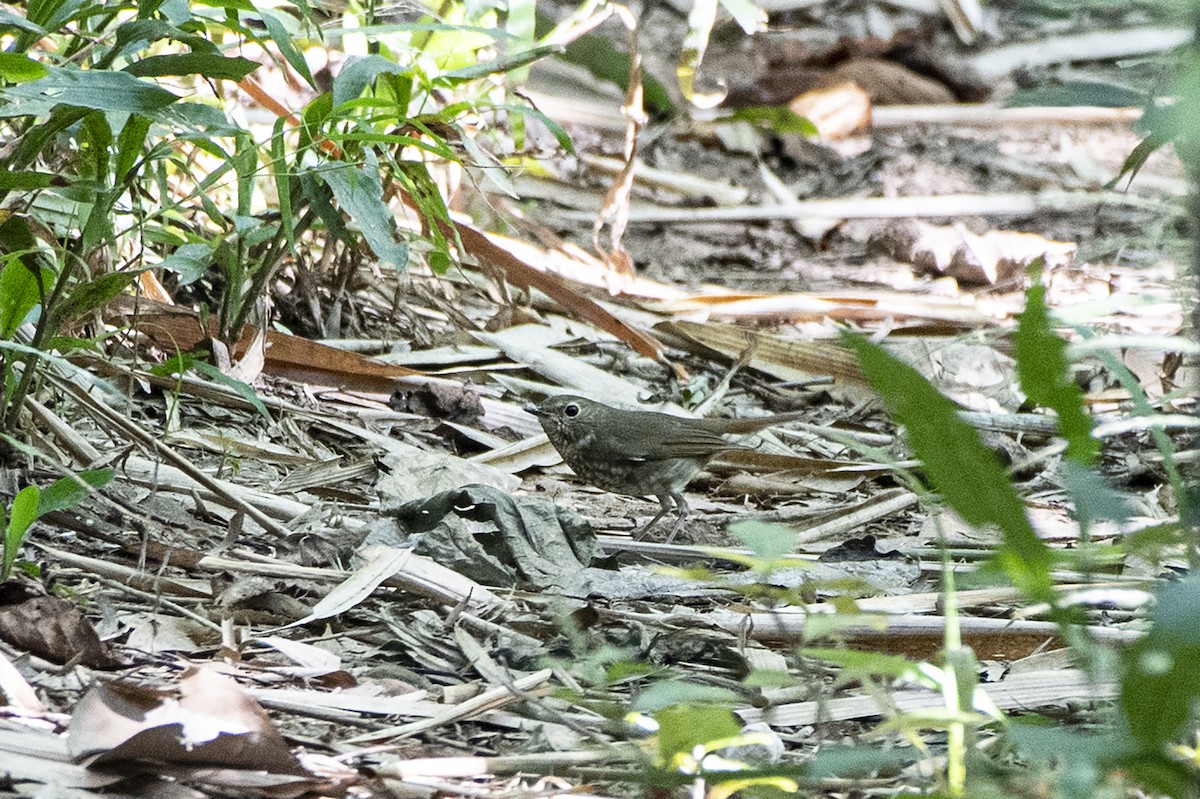 Rufous-tailed Robin - ML501337991