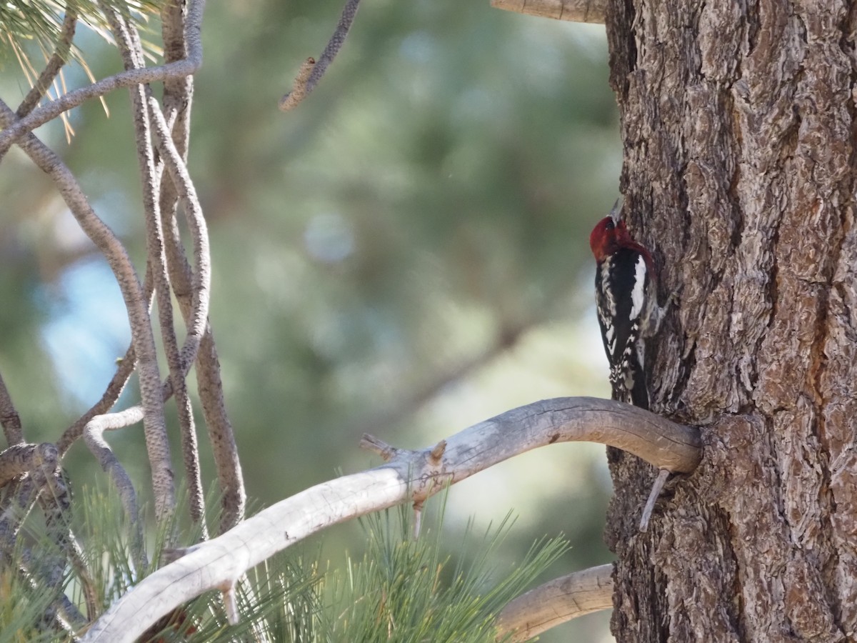 Red-breasted Sapsucker - ML501338621