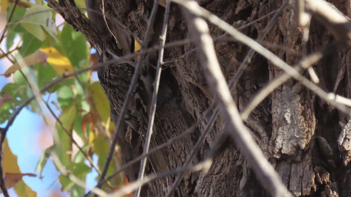 Brown Creeper - Christopher Frick