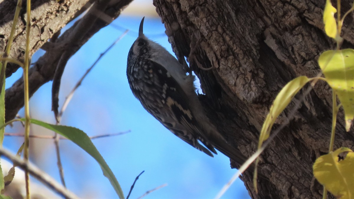 Brown Creeper - ML501338641