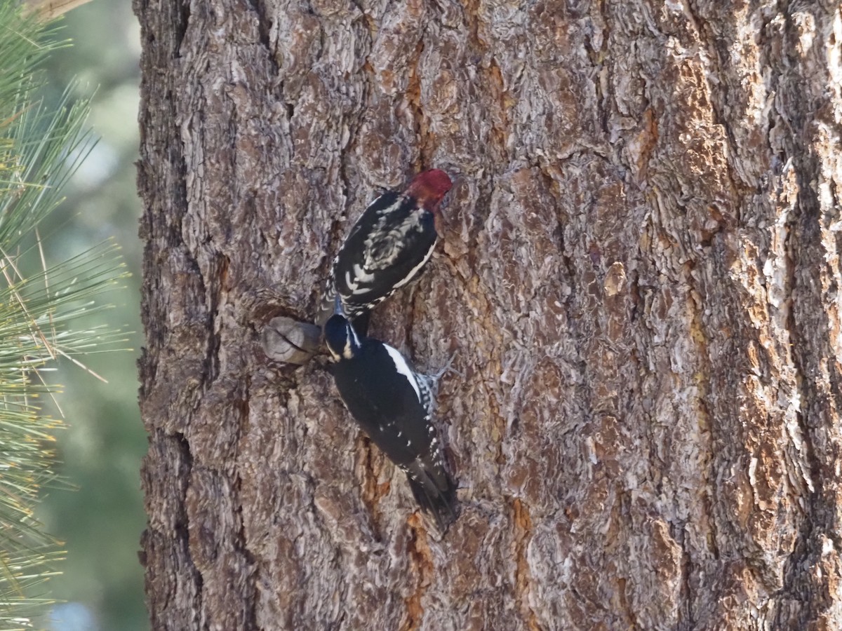 Red-breasted Sapsucker - ML501338651