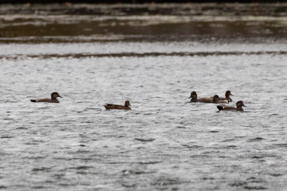 Gadwall - Anonymous