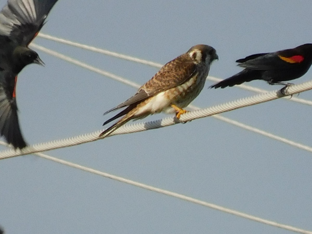 American Kestrel - Kathy Rhodes