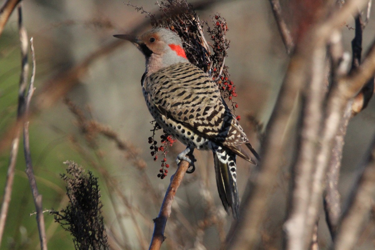 Northern Flicker - Randy Robinson