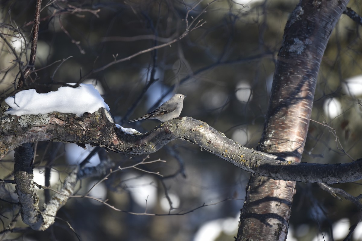 Townsend's Solitaire - ML50134151