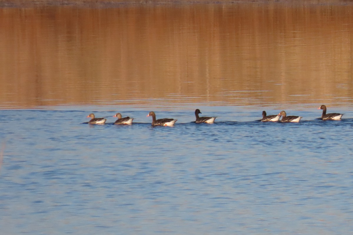 Greater White-fronted Goose - ML501343381