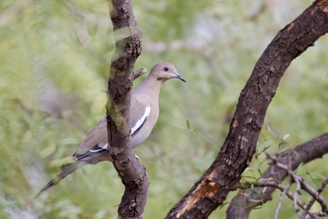 White-winged Dove - ML501344941