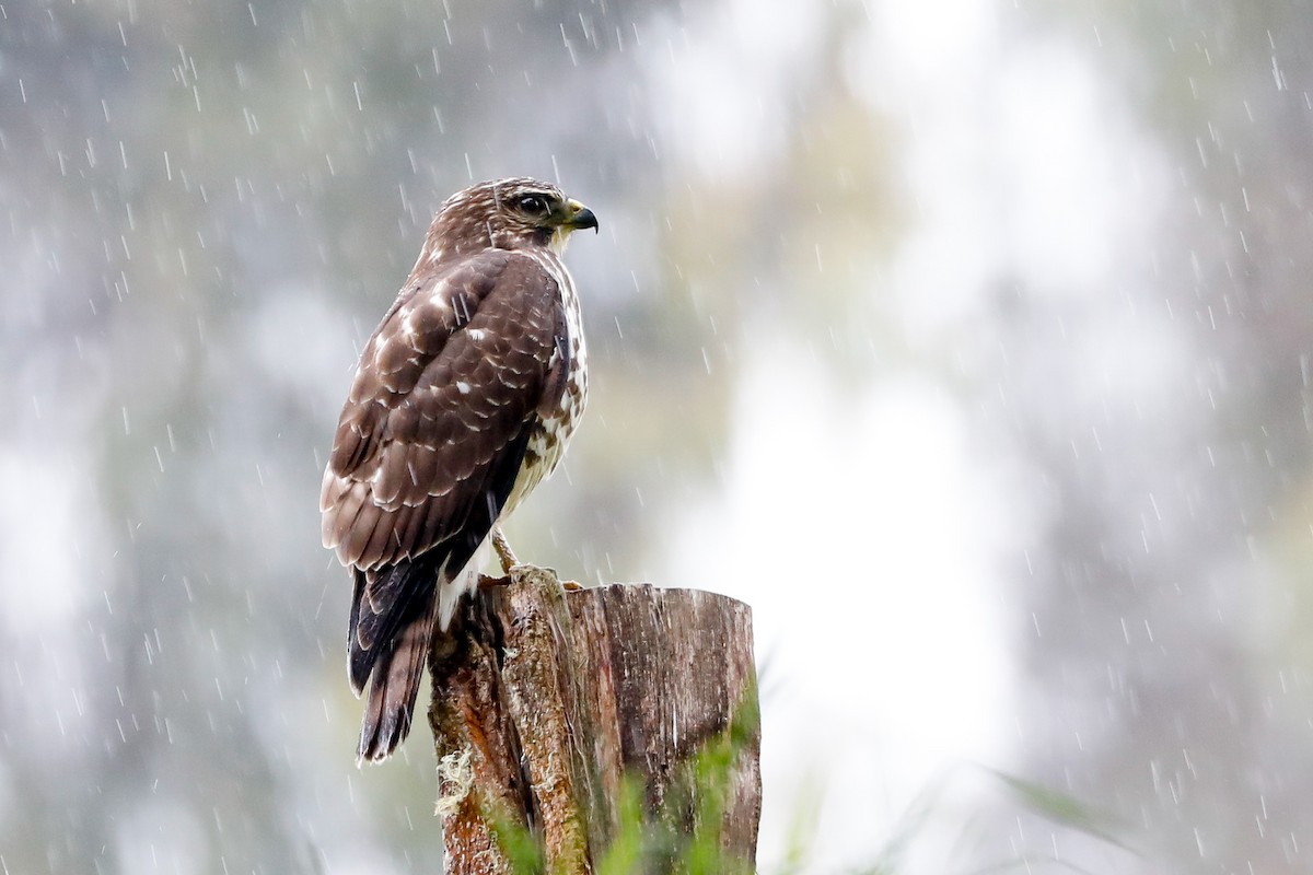 Broad-winged Hawk - ML501346951