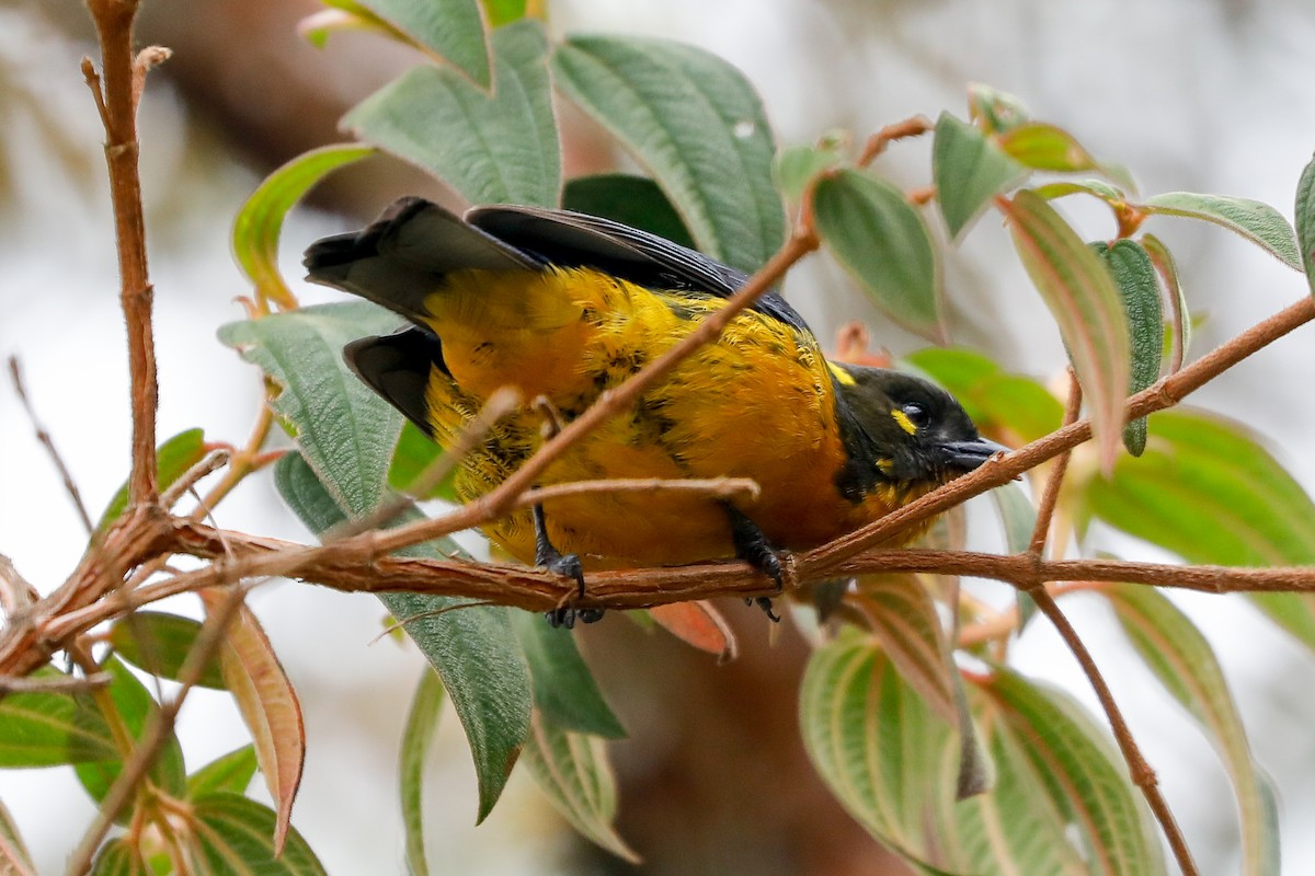 Lacrimose Mountain Tanager - ML501347181