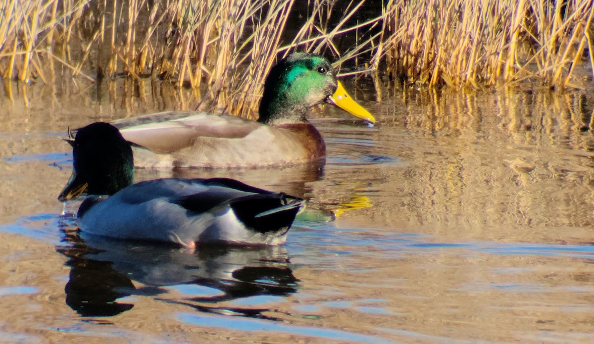 Mallard - ML501348651